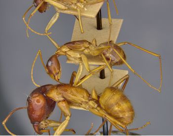 Media type: image;   Entomology 21468 Description: Specimen documentation photo of habitus lateral viewfrom specimen MCZ:Ent:21468, captured on2025-06-13;  Aspect: habitus lateral view